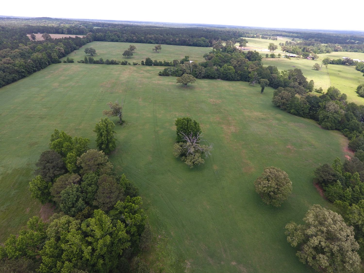 Rolling pasture with scattered oak trees